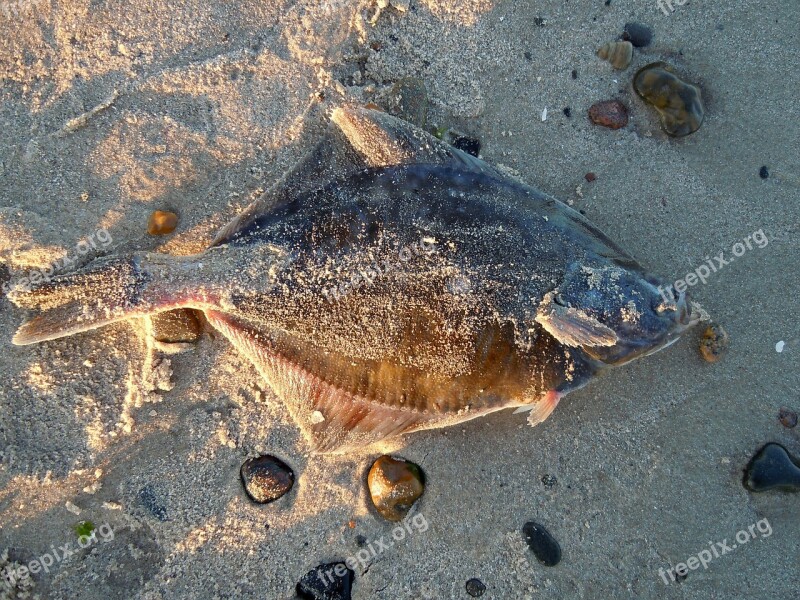 Plaice Fish Beach Stranded Dead