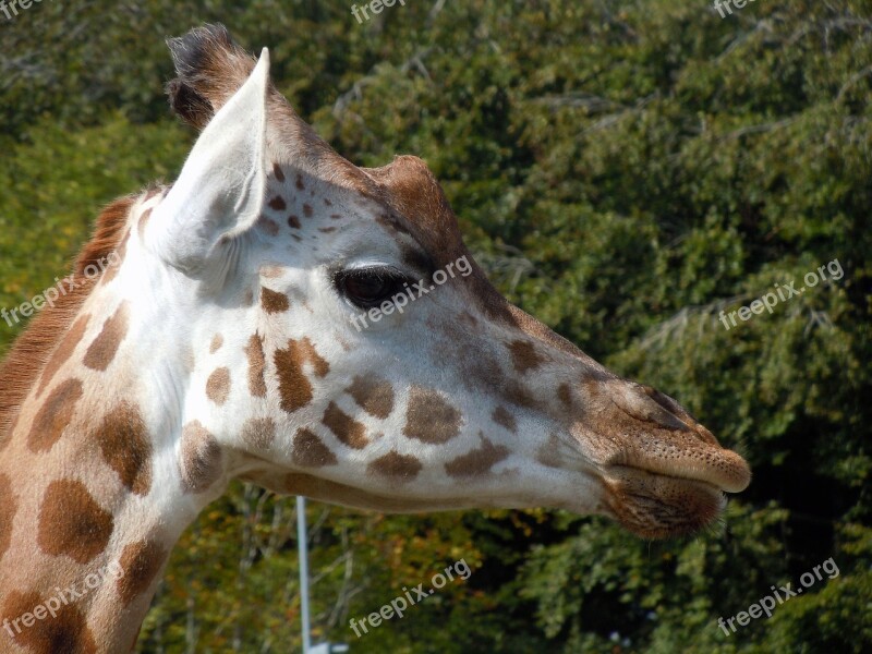 Giraffe Head Animal Africa Safari