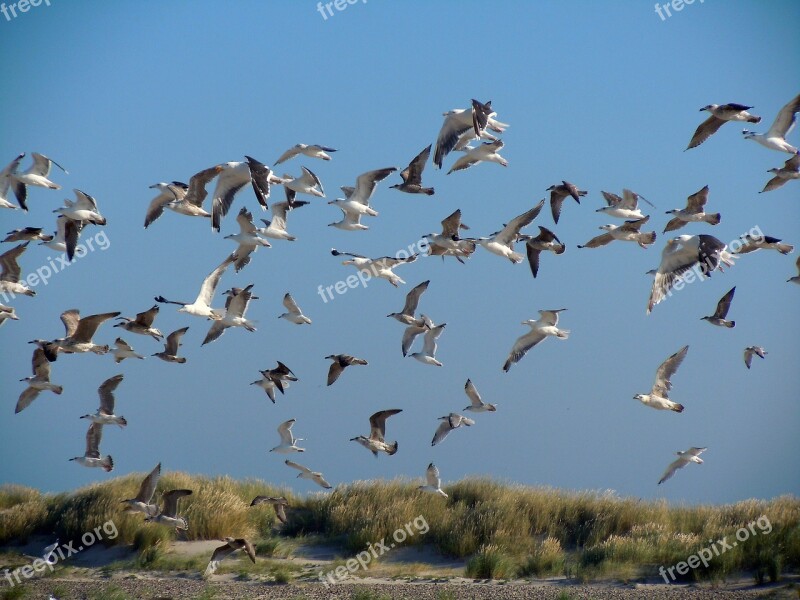 Gulls Dunes Sea Birds Birds Flock Of Birds