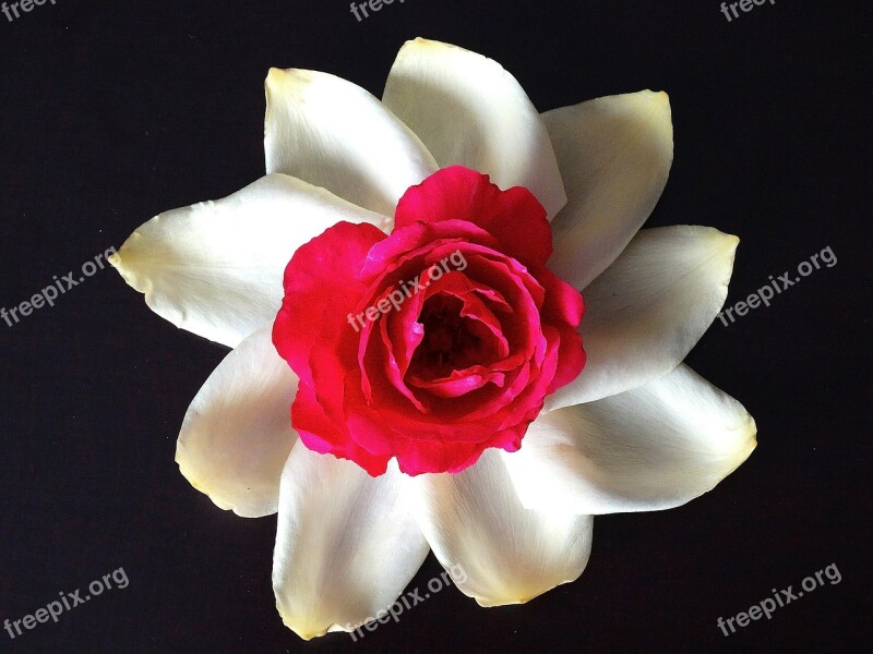 Flower Rose Rose Bloom White Red