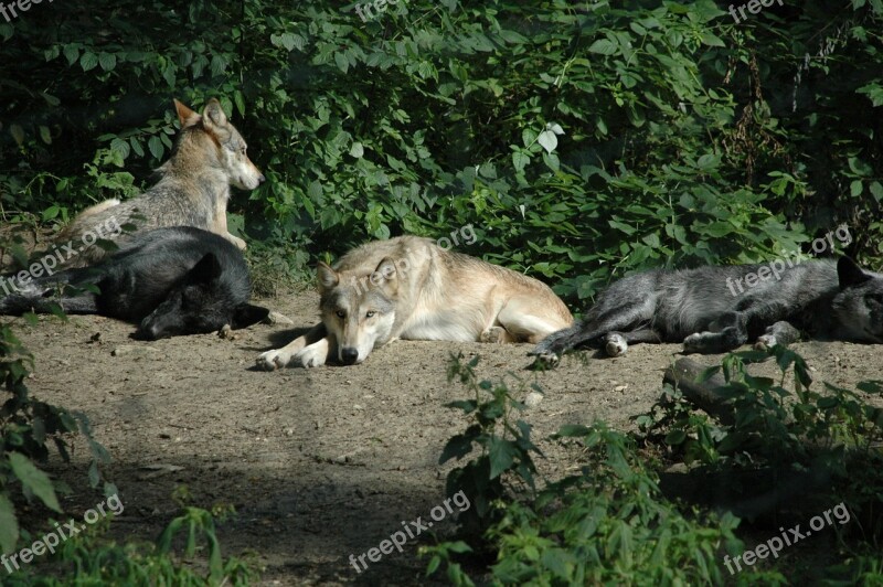 Wolf Animal Captivity Group Free Photos