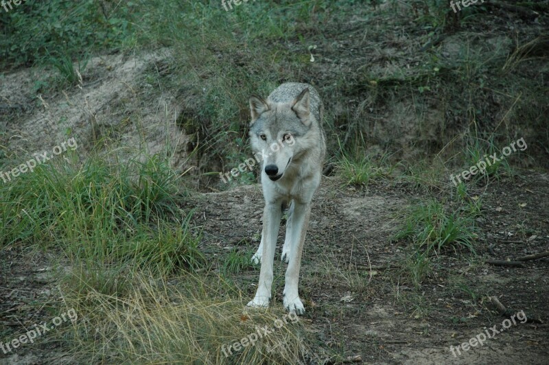 Wolf Animal Captivity Free Photos