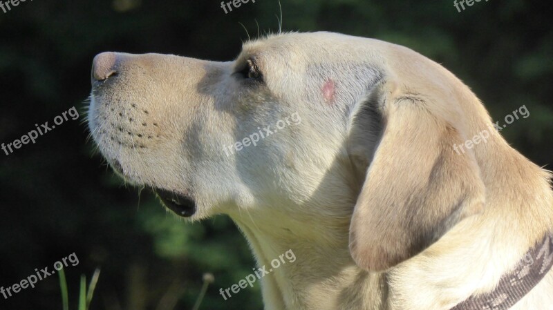 Dog Head Snout Profile Animal