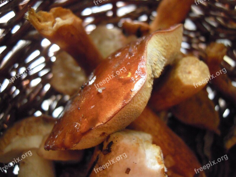 Fungus Plant Forest Mushroom Picking Brown