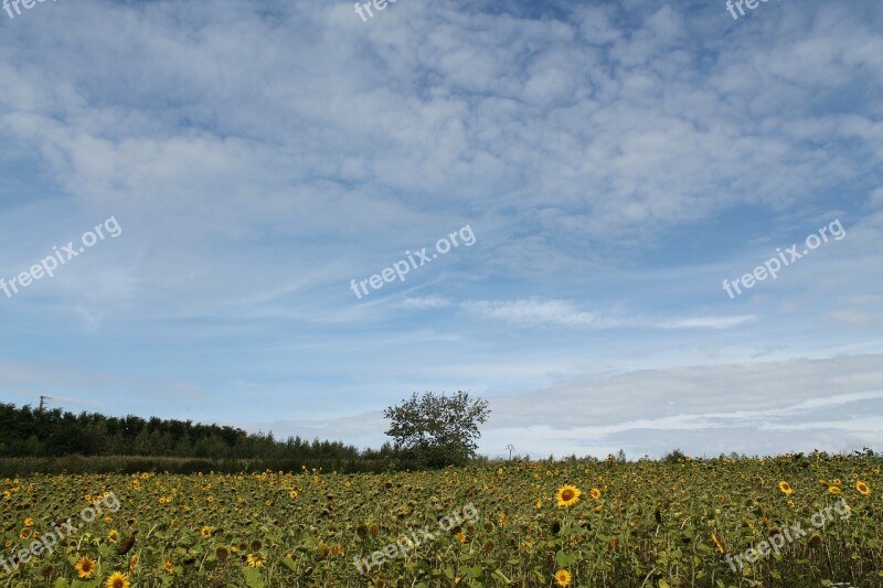 Summer Tree Clouds Landscape Sky