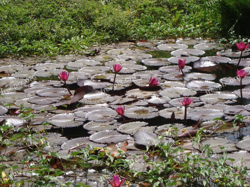 Lotus Flowers Water Pond Plant