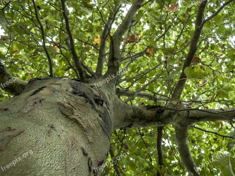 Leaves Wood Nature Bough Branch