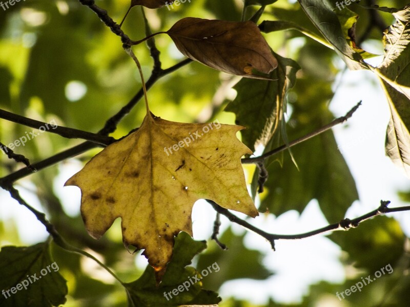 Autumn Holidays Yellow In The Fall Free Photos