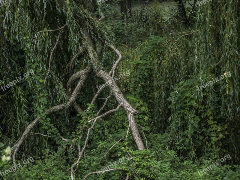 Bough Rotten Forest Landscape Free Photos