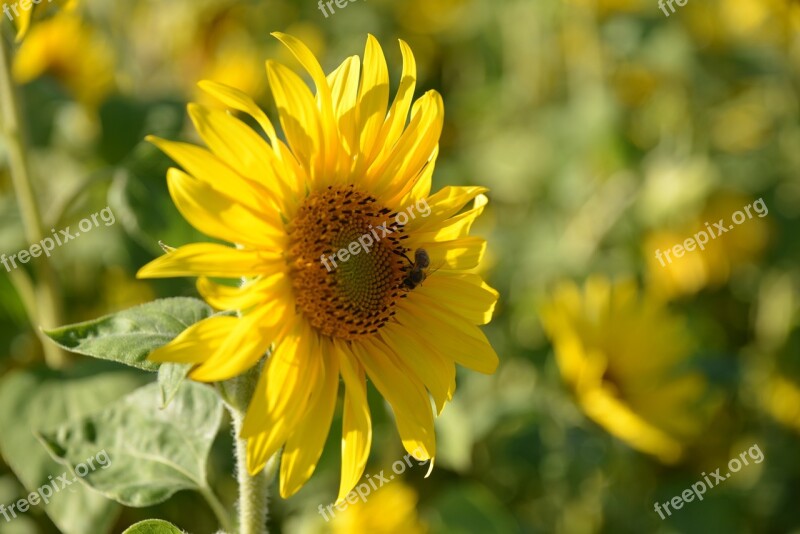 Sunflower Nature Summer Flowers Blossom