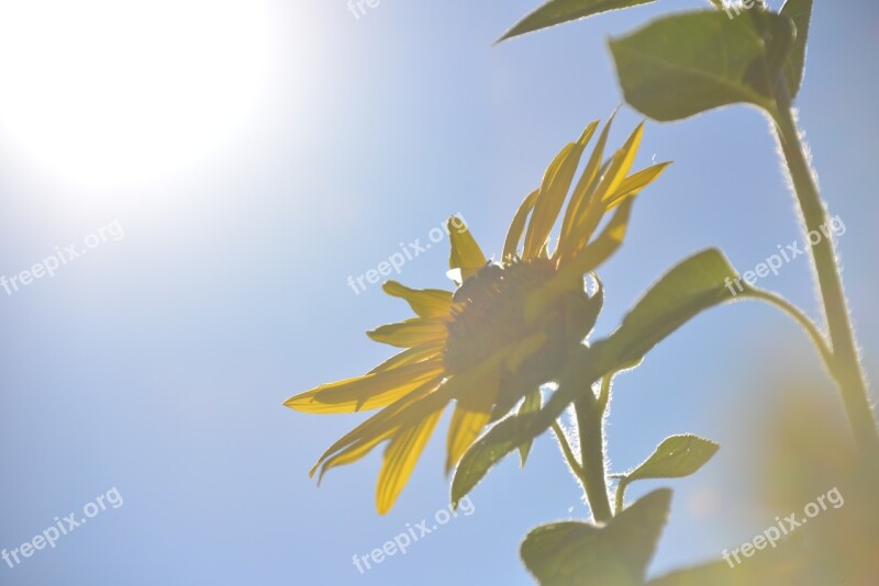 Sunflower Flowers Summer Nature Flora