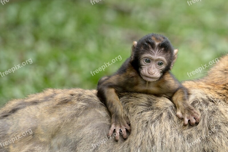 Monkey Young Animal Young Barbary Ape Mammal