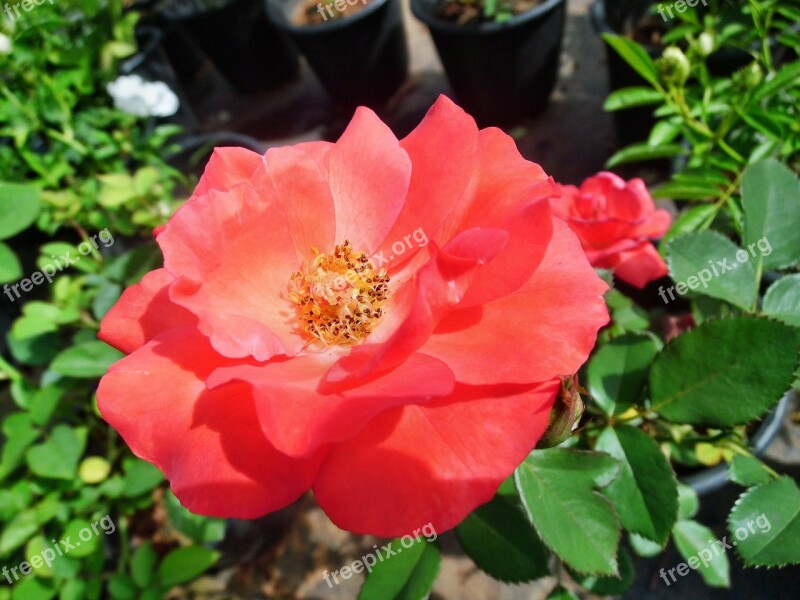 Red Rose Flower Plant Floral