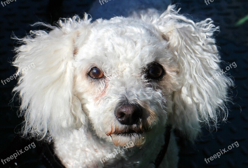 Dog Look Dog Head Face Portrait