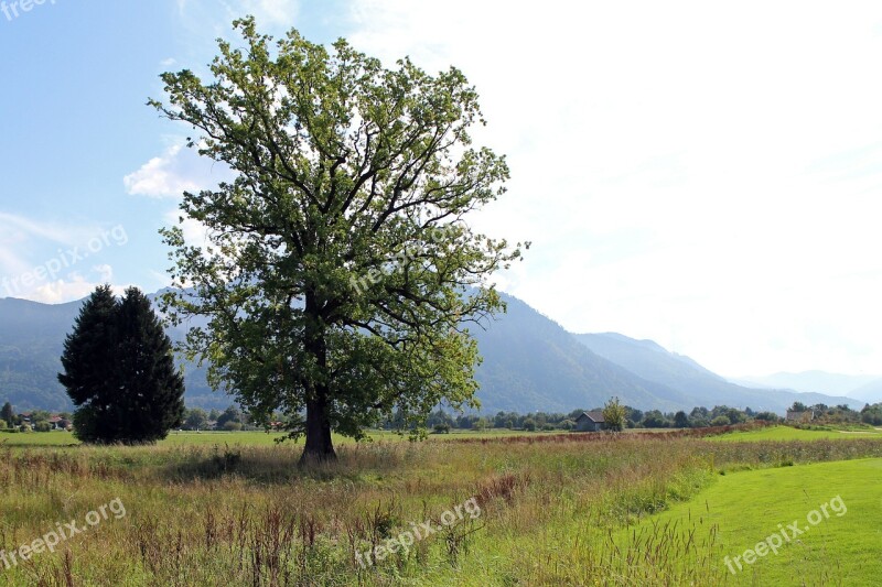 Landscape Chiemgau Tree Individually Meadow