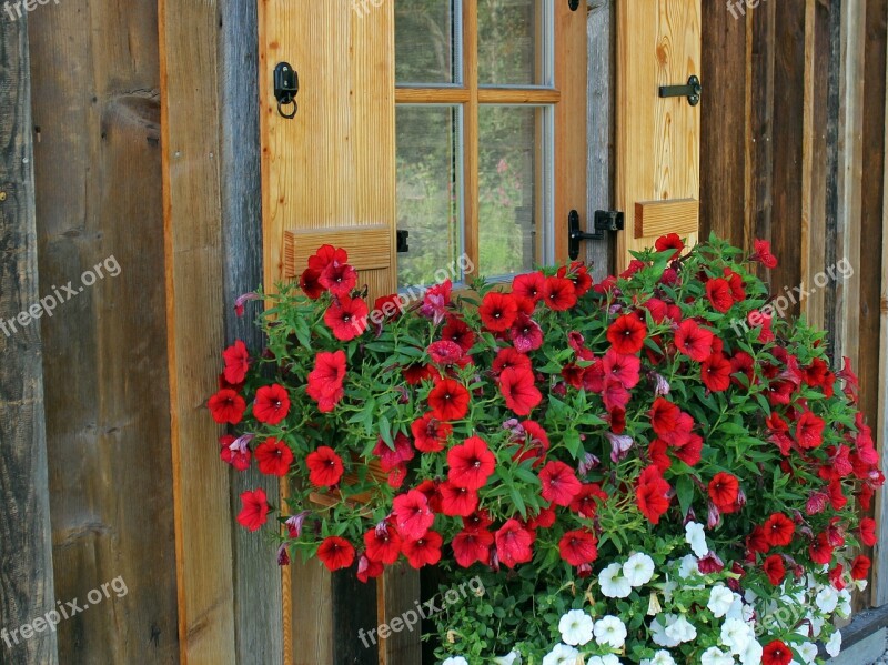 Window Flowers Petunia Hanging Plant Balcony Plants