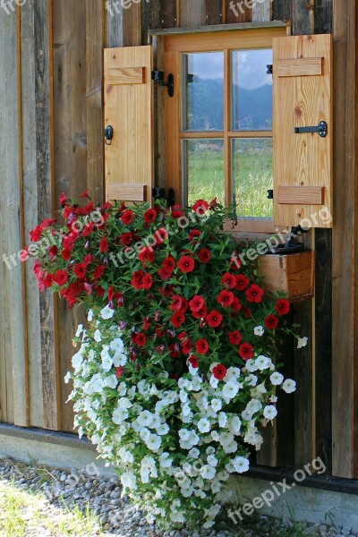 Window Flowers Petunia Hanging Plant Balcony Plants