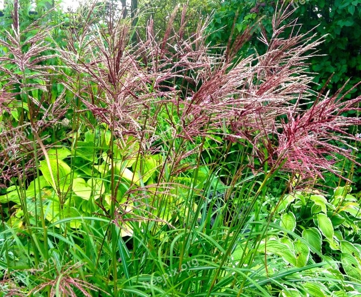 Japanese Grass Perennial Red Ear Free Photos