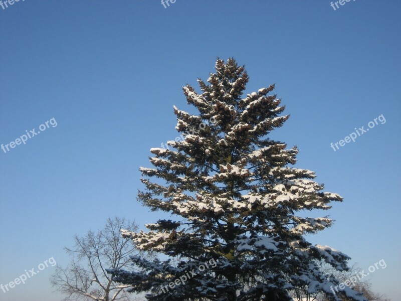 Winter Leaves Nature Natural Wooden