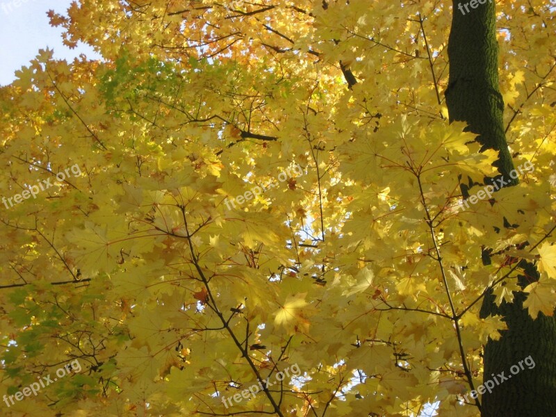 Leaves Texture Nature Natural Wooden