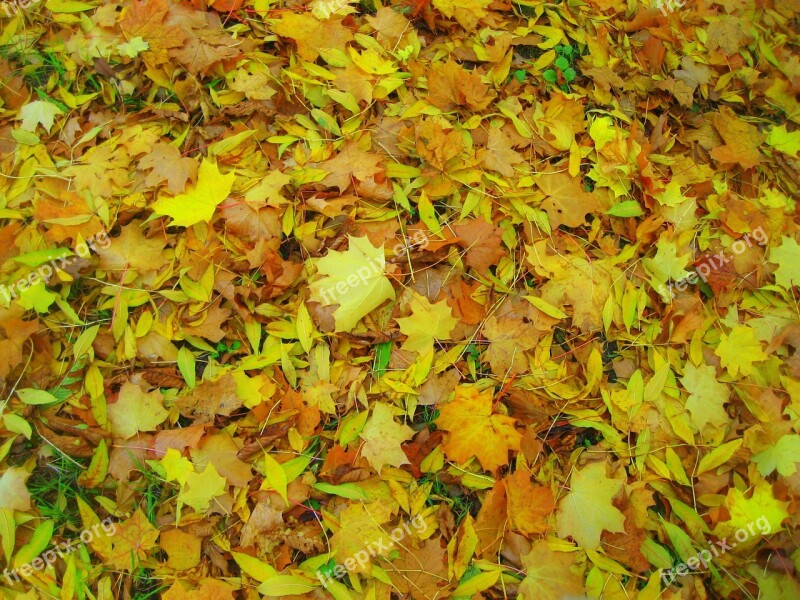 Leaves Texture Nature Natural Wooden