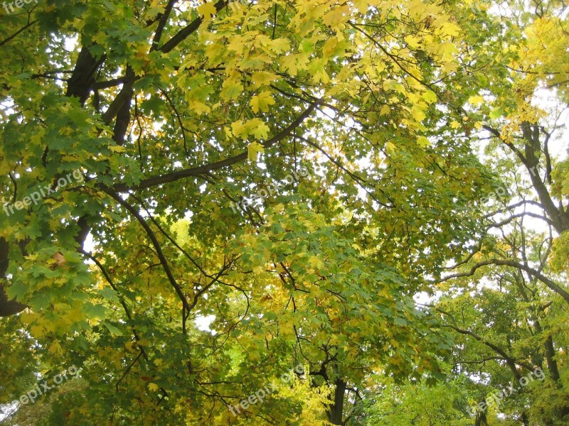 Leaves Texture Nature Natural Wooden