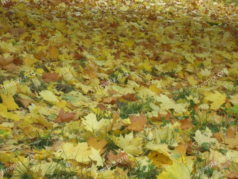 Leaves Texture Nature Natural Wooden