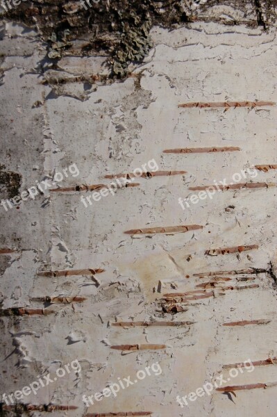 Birch Bark Birch Tree Bark Trees