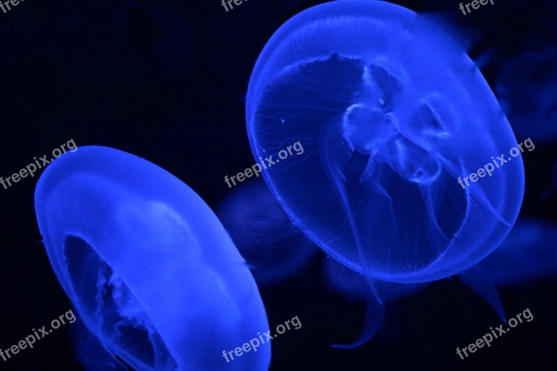 Jellyfish Animal Blue Aquarium Water Creature