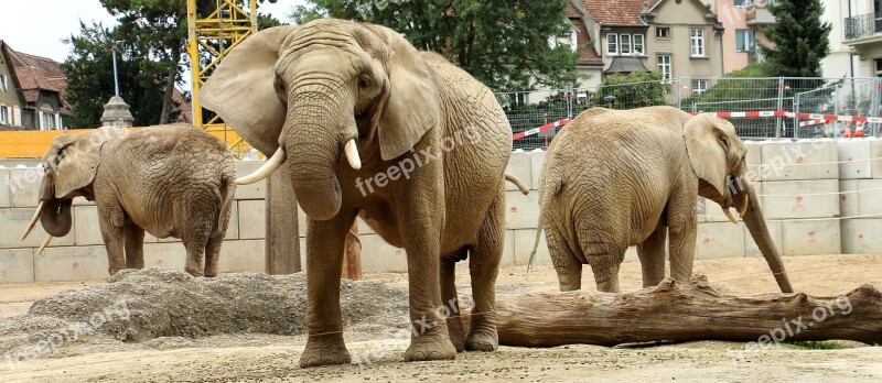 Elephant Animal Pachyderm Ruesseltier Mammals