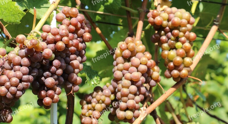 Vine Nature Wine Grapes Vines