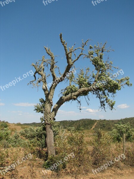 Trees Nature Portugal Drought Free Photos