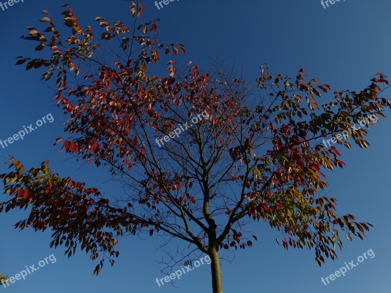 Autumn Fall Leaves Blue Sky Blue Red