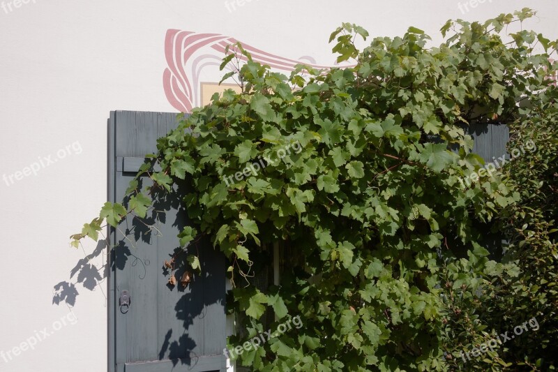 House Window Shutters Overgrown Wine