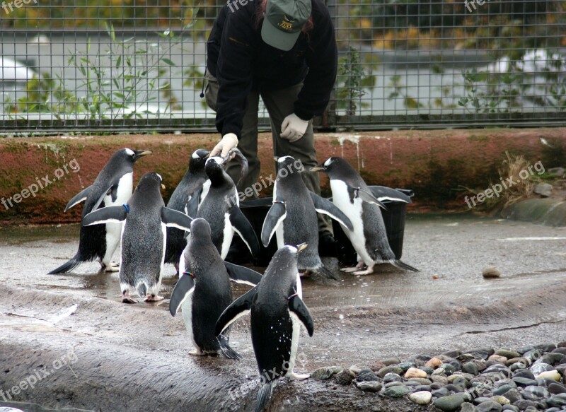 Feeding Penguins Birds Antarctica Outdoors