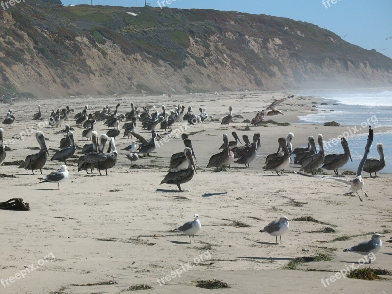 Pelicans Seagulls Sea Ocean Coast