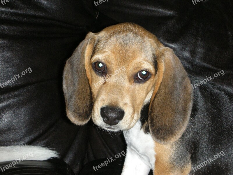 Beagle Dog Pet Puppy Canine