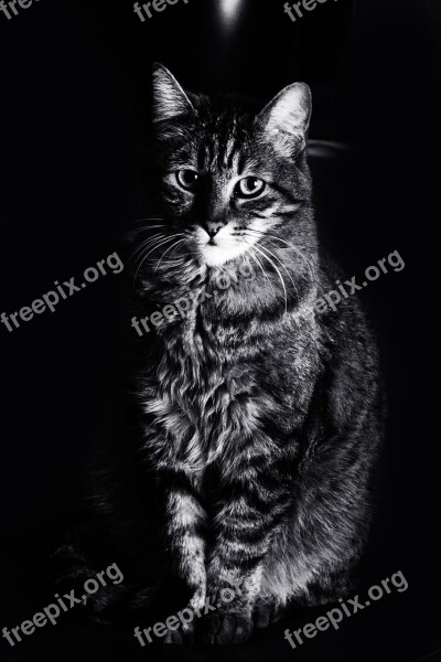 Cat Animals Feline Black White Free Photos