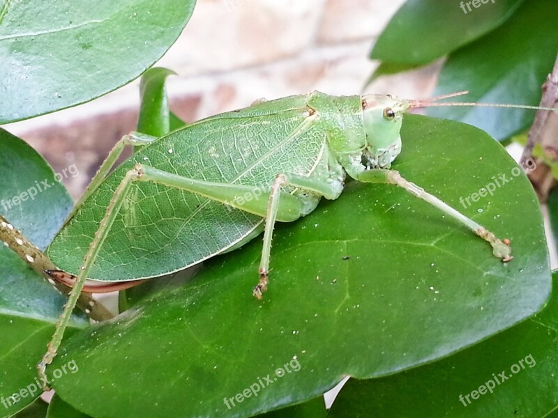 Katydid Grasshopper Leaf-grasshopper Insect Green