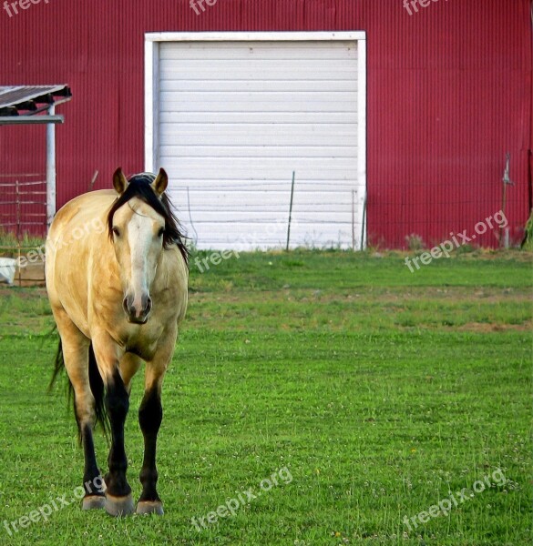 Horse Barn Pasture Farm Ranch