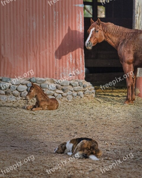 Mare Foal Dog Barn Horse