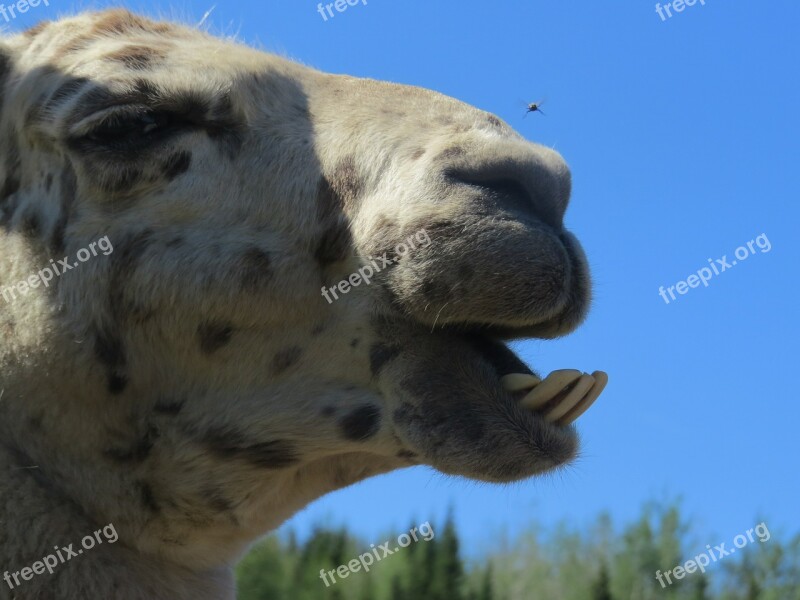 Llama Fly Teeth Crooked Farm