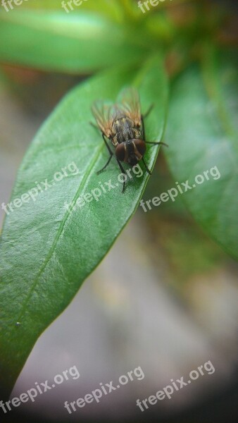 Flies Leaf Nature Free Photos