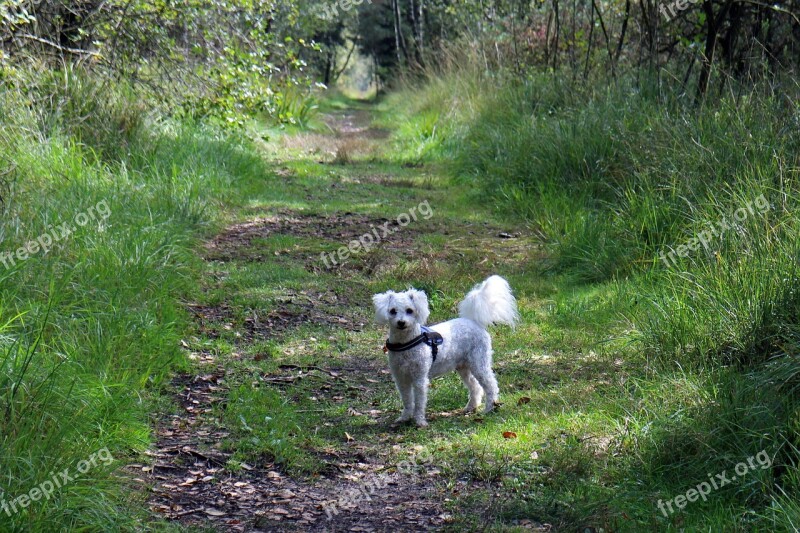 Dog Wait Away Watch Forest Path