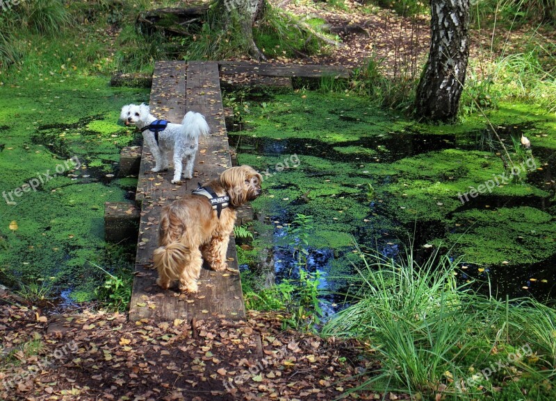 Animals Dog Web Boardwalk Transition