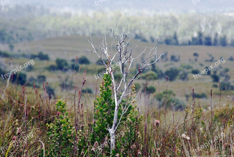 Twig Dry Plant Dead Branch