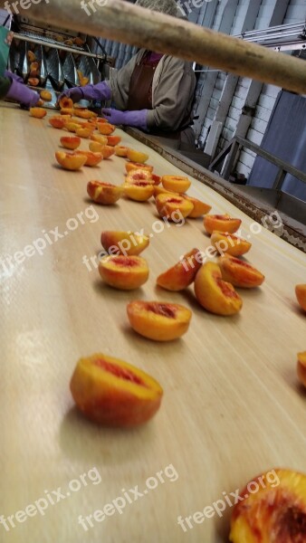 Processing Peaches Freestone Fruit Tree-ripened