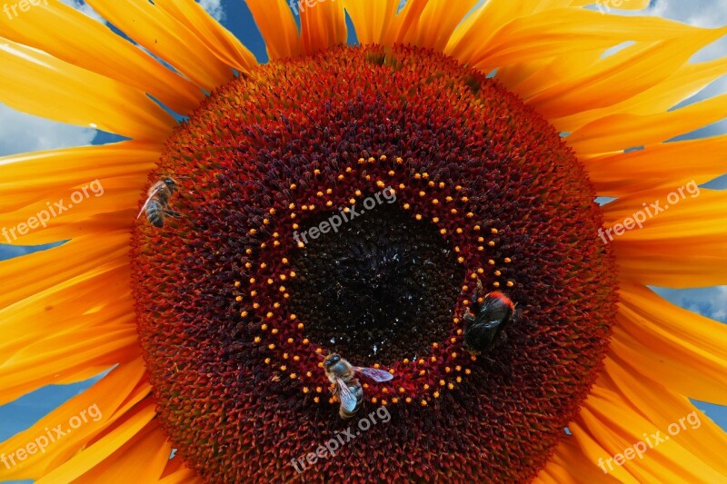 Sunflower Summer Bee Hummel Blossom