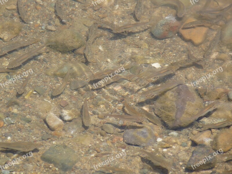 Fish Shoal River Underwater Water