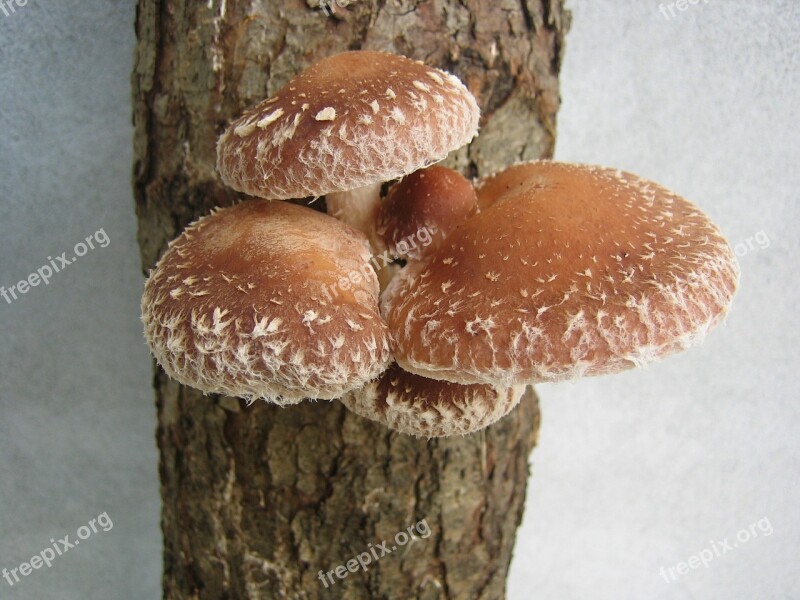 Fungus Shii-take Mushroom Shiitake Healthy